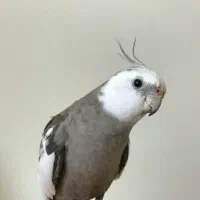 مژدگانی (گمشده)