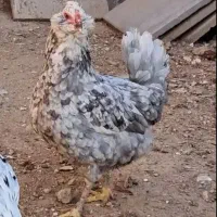 تخم مرغ گلین اصل|خوردنی و آشامیدنی|شیروان (خراسان), |دیوار