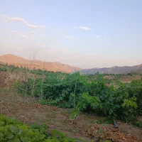 باغ کشاورزی