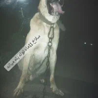 قیمت مناسب|سگ|لاهیجان, گلستان|دیوار