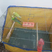 مرغ عشق نرو ماده بالغ|پرنده|ساوه, |دیوار