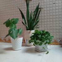 گل طبیعی سرحال  با قیمت خیلی مناسب