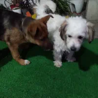 دوسگ ژرمن اصل ۴ماهه. شیتزو مالتیز 1ساله.. ماده