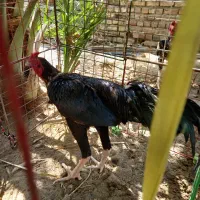 گمشده|حیوانات|ایرانشهر, |دیوار