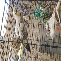 جوجه نر وماد شیش ماهه|پرنده|پاکدشت, خاتون آباد|دیوار