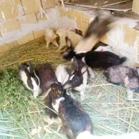 خرگوش|موش و خرگوش|آبادان, |دیوار