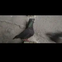 دو عدد قناری سه ساله مست بخون فول اهلی