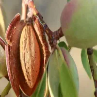 نهال فروشی|عمده‌فروشی|تبریز, |دیوار