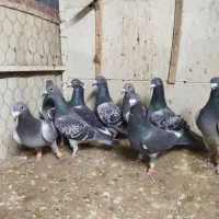 کفتر کبوتر 4تا دسته|پرنده|مشهد, ابوذر|دیوار