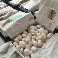 همکاری در تولیدی قارچ