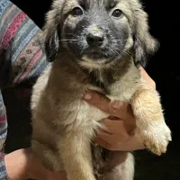 واگذاری رایگان سگ|سگ|رشت, حومه رشت|دیوار