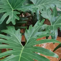 گل برگ انجیری|گل و گیاه طبیعی|کرچمبو, |دیوار