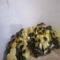 اردک یک روزه|حیوانات مزرعه|قم, نخودی|دیوار