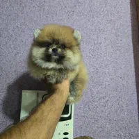 توله سگ پامرانین