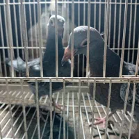 کبوتر المانی پلاکی|پرنده|مشهد, مشکینی (شهرک غرب)|دیوار