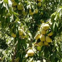 نهال بادام و گردو و ارقام مختلف میوه زود بارده|خدمات باغبانی و درختکاری|فیروزکوه, |دیوار