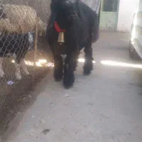 سیاه کیلویی|حیوانات مزرعه|شهرکرد, |دیوار