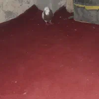 طوقی نرمست|پرنده|اهواز, زیباشهر|دیوار