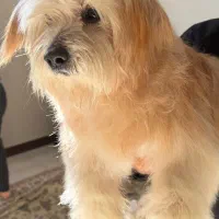 پیدا شده|سگ|قزوین, |دیوار