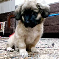 واگذاری سگ خانگی|سگ|شهرضا, |دیوار