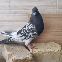 کله سیاه نر