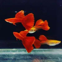 انواع ماهی آکواریومی گوپی وارداتی کمیاب|ماهی|شیراز, جانبازان|دیوار