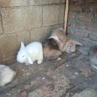 جفت خرگوش لوپ|موش و خرگوش|بابل, |دیوار