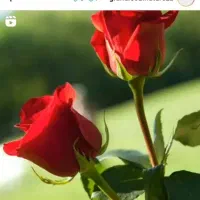 فروش سیم کارت ۱۴۵داخله پوکه