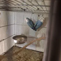 برزیلی|پرنده|تهران, امام زاده عبدالله|دیوار