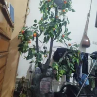 درختچه مصنوعی|گل و گیاه طبیعی|کرمانشاه, |دیوار