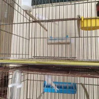 قناری ماده طلایی و سفید|پرنده|خورموج, |دیوار