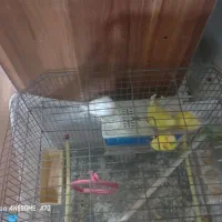 مرغ عشق 3عدد با قفس 600بدون قفس 450|پرنده|مسجد سلیمان, |دیوار