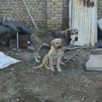 واگذراری سگ عراقی اصیل