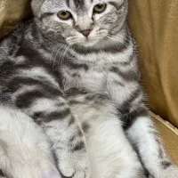 گربه اسکاتیش فولد