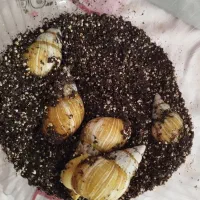 فروش حلزون|خزنده|نهاوند, |دیوار