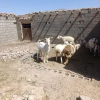 چبش سانن