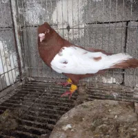 یبال سرخ|پرنده|شوشتر, |دیوار