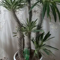 فروش انواع گل و گیاه ویلایی و اپارتمانی|گل و گیاه طبیعی|فردوسیه, |دیوار