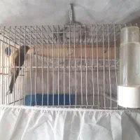 سهره قناری|پرنده|پاکدشت, پاکدشت (مامازند)|دیوار