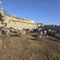 تعدادی خر گله ای