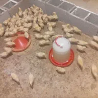 جوجه گوشتی