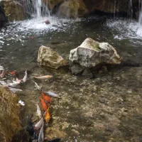 ماهی کوی آکواریوم برکه استخر|ماهی|قم, گلزار|دیوار