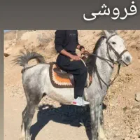 فروشی