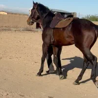 نریان دوخون