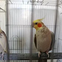 عروس هلندی نر کشیده بالغ|پرنده|فردیس, فردیس|دیوار