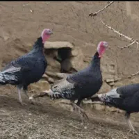 دو‌عدد‌بوقلمون‌‌نر