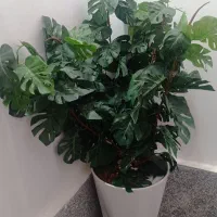 درختچه های زیبا|گل مصنوعی|بروجرد, |دیوار