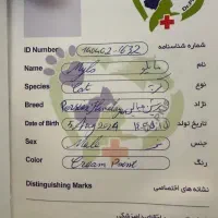 گربه هیمالین cream point|گربه|تبریز, |دیوار