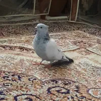 کبوتر سینه سبز