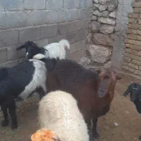 یک عدد بز|حیوانات مزرعه|روانسر, |دیوار